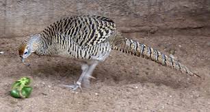 Image result for Chrysolophus amherstiae