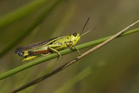 Attēlu rezultāti vaicājumam “Stethophyma grossum”