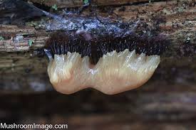 Attēlu rezultāti vaicājumam “Stemonitopsis amoena stalked”