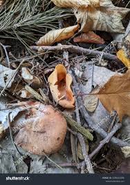 Attēlu rezultāti vaicājumam “Otidea onotica”