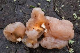 Attēlu rezultāti vaicājumam “Tremella ramalinae”