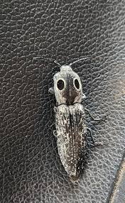 Attēlu rezultāti vaicājumam “Anostirus castaneus”