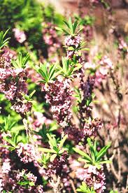 Attēlu rezultāti vaicājumam “Daphne mezereum leaf”
