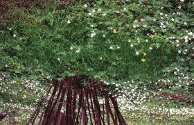 Attēlu rezultāti vaicājumam “Allium oleraceum flower”