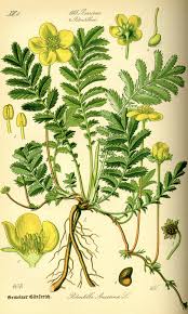 Attēlu rezultāti vaicājumam “Potentilla arenaria leaf”