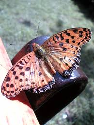 Attēlu rezultāti vaicājumam “Brenthis ino”