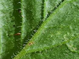 Attēlu rezultāti vaicājumam “Lapsana communis leaf”