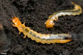 Attēlu rezultāti vaicājumam “Pyrochroidae larva”