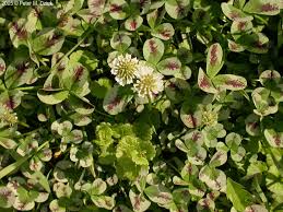 Attēlu rezultāti vaicājumam “Trifolium repens”
