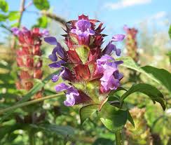 Attēlu rezultāti vaicājumam “Prunella vulgaris leaf”