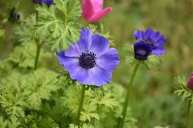 Attēlu rezultāti vaicājumam “Anemone”