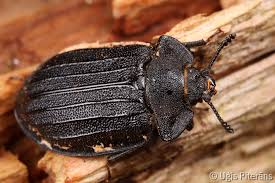 Attēlu rezultāti vaicājumam “Peltis grossa”