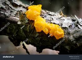 Attēlu rezultāti vaicājumam “Dacrymyces chrysospermus”