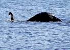 El monstruo del lago Ness era un Dinosaurio | Dinosaurios