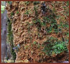 Attēlu rezultāti vaicājumam “Asterodon ferruginosus”