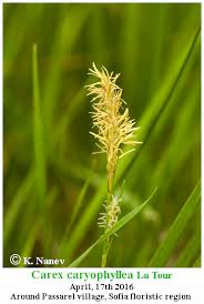 Attēlu rezultāti vaicājumam “Carex caryophyllea flower”