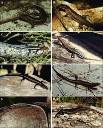 Attēlu rezultāti vaicājumam “Lycogala convexum sessile”