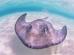 Image result for Hypanus americanus