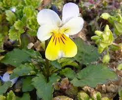 Attēlu rezultāti vaicājumam “Viola arvensis”