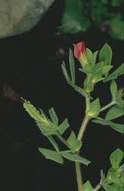 Image result for Lotus tetragonolobus