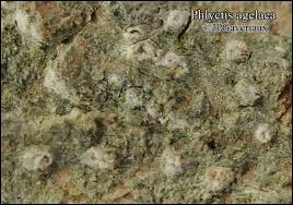 Attēlu rezultāti vaicājumam “Phlyctis agelaea”