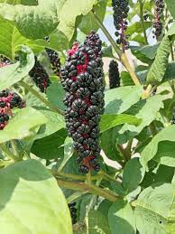 Attēlu rezultāti vaicājumam “Phytolacca acinosa fruit”
