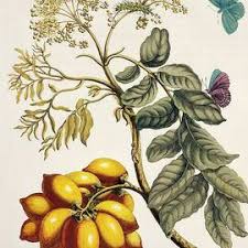 Attēlu rezultāti vaicājumam “Sesleria caerulea fruit”