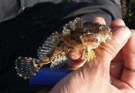 Image result for Myoxocephalus scorpius