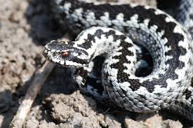 Attēlu rezultāti vaicājumam “Vipera berus”