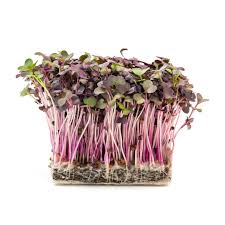 Image result for Radieschen