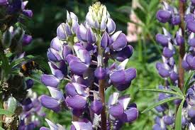 Image result for Lupinus polyphyllus Lindl.