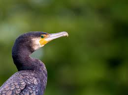 Image result for Phalacrocorax carbo