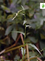 Attēlu rezultāti vaicājumam “Persicaria hydropiper”