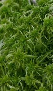 Attēlu rezultāti vaicājumam “Sphagnum fimbriatum”