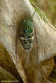 Attēlu rezultāti vaicājumam “Auchenorrhyncha”