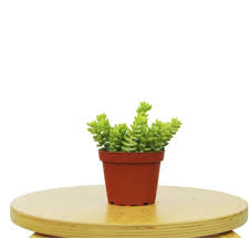 Attēlu rezultāti vaicājumam “Sedum album bud”