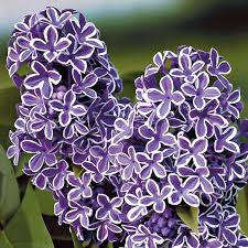 Image result for flieder