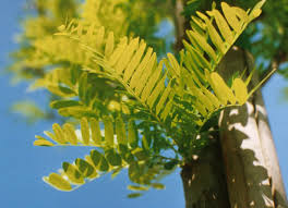 Attēlu rezultāti vaicājumam “Gleditsia triacanthos leaf”