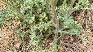 Attēlu rezultāti vaicājumam “Senecio vernalis leaf”