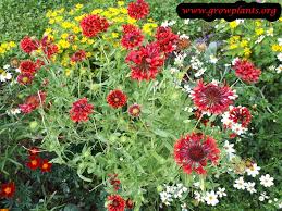 Image result for Gaillardia amblyodon