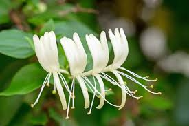 Attēlu rezultāti vaicājumam “Lonicera caprifolium”