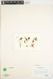 Attēlu rezultāti vaicājumam “Pogonatum dentatum”