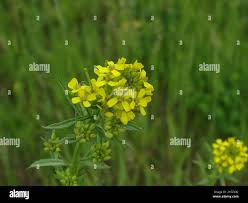 Attēlu rezultāti vaicājumam “Diplotaxis muralis flower”