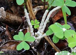 Attēlu rezultāti vaicājumam “Diachea leucopodia stalked”