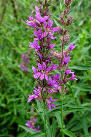 Attēlu rezultāti vaicājumam “Lythrum salicaria leaf”
