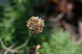 Attēlu rezultāti vaicājumam “Armeria vulgaris bud”