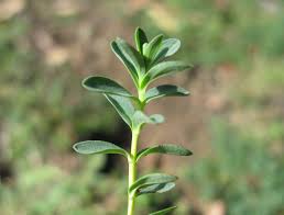 Attēlu rezultāti vaicājumam “Hypericum perforatum leaf”