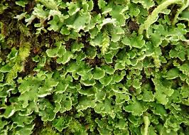 Attēlu rezultāti vaicājumam “Cladonia cornuta”