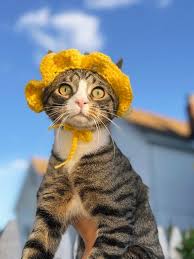 Image result for limecat