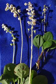 Attēlu rezultāti vaicājumam “Pyrola minor leaf”